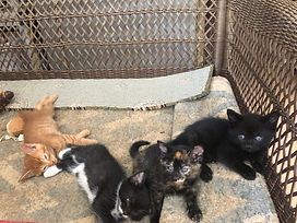 Kittens1_edited.jpg